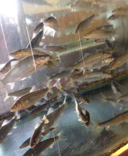 翠香園 魚の水槽