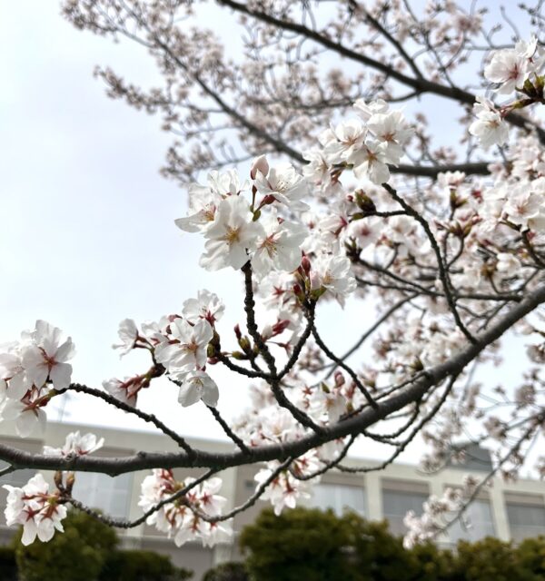 いとう 桜